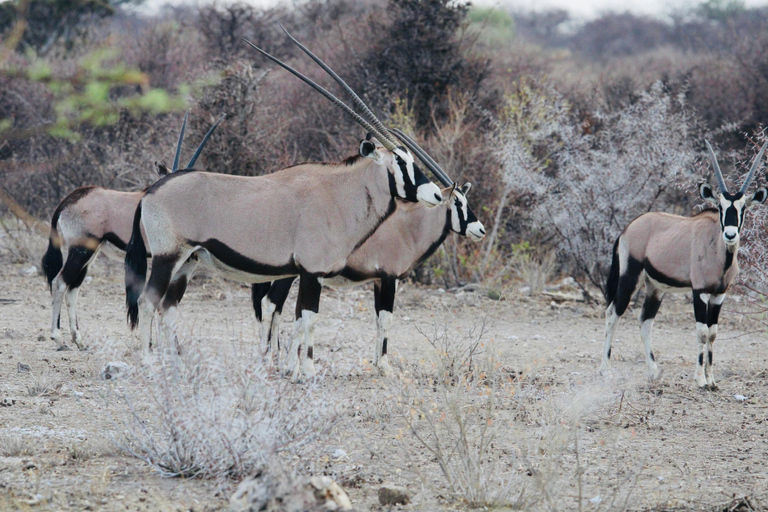 Windhoek: 3-Day Guided Safari in Etosha with Lodge