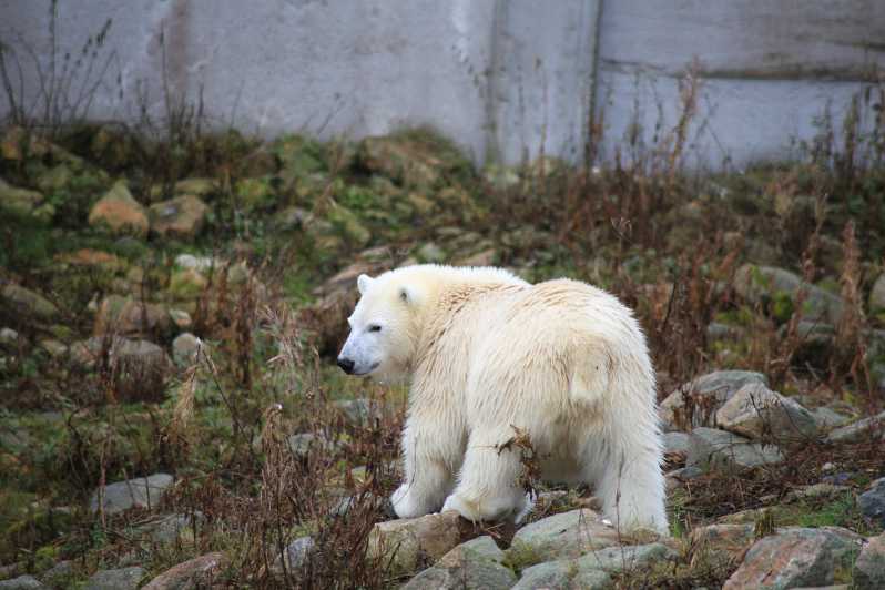 Meet the Polar Bear Experience at Ranua Wildlife Park - Klook India