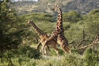 Tala Game Reserve & Natal Lion Park 1/2 Tagestour von Durban - Hizvo