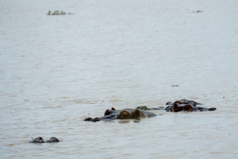 From Zanzibar: Best Day Safari Mikumi with flights and lunch