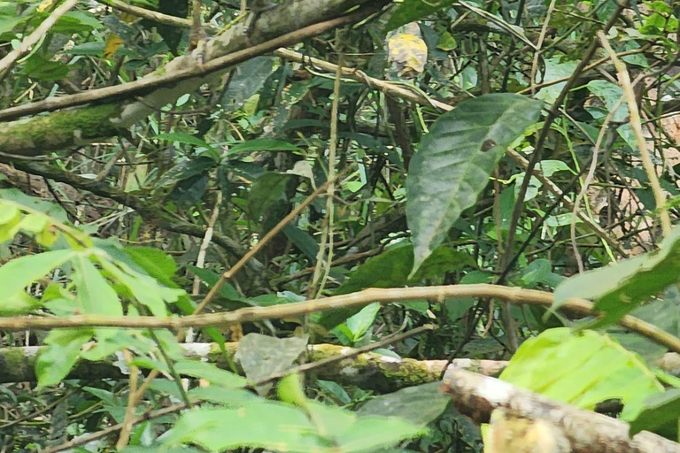 From Managua, Leon, or Granada: San Juan River Jungle Tour