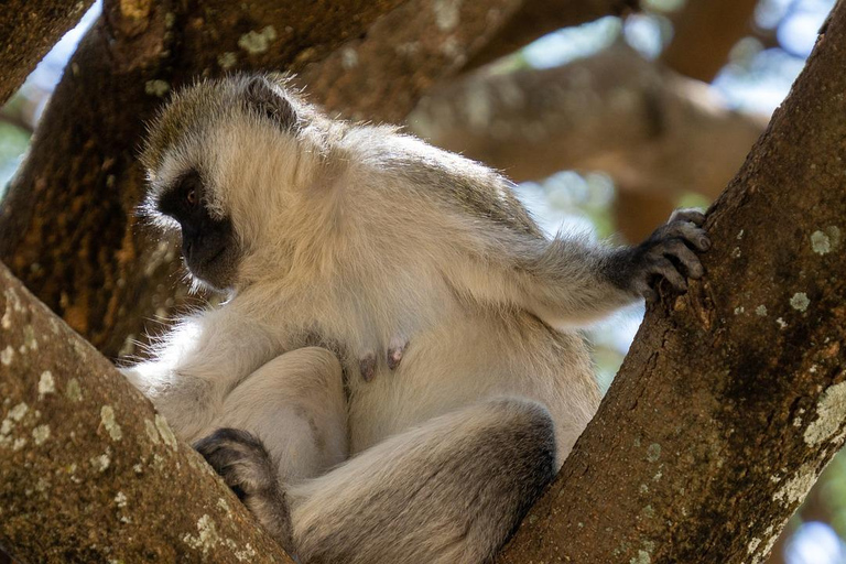 Dar es Salaam:Safari de 3 días en Mikumi &amp; Cascada &amp;Jeep de techo abierto