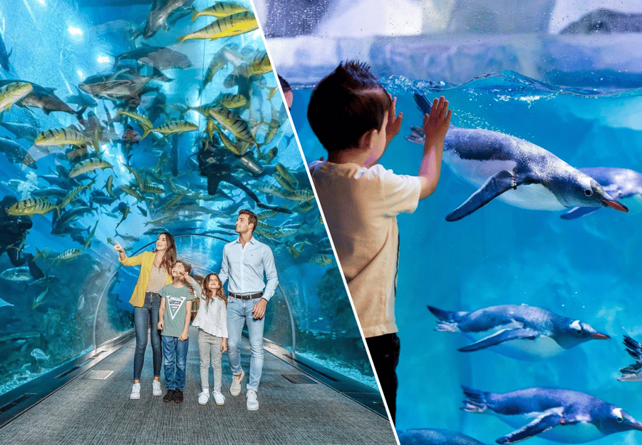 Dubaï : Aquarium, zoo sous-marin, billet pour la baie des pingouins et suppléments