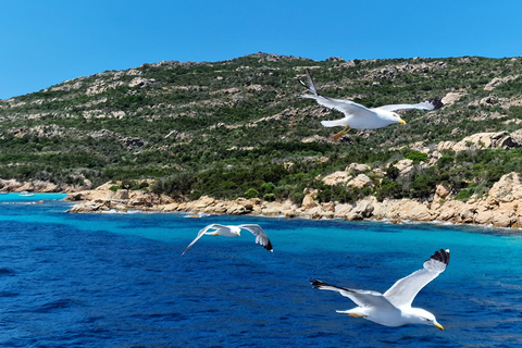 From Palau: La Maddalena Archipelago 4 Stops Boat Tour From Palau: La Maddalena Archipelago Full-Day Boat Tour