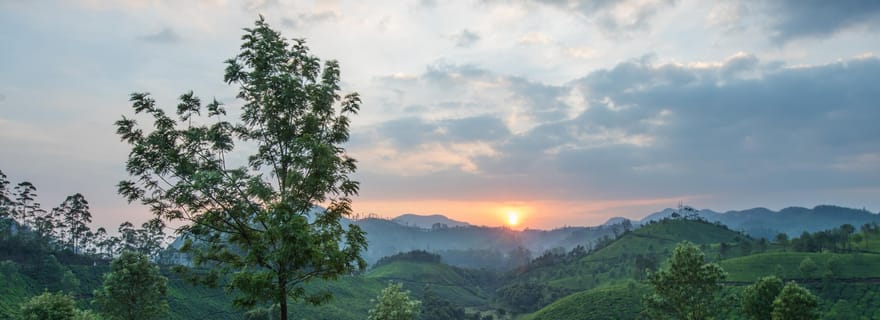 Cochin : Visite de nuit de la station de montagne de Munnar et de son jardin de thé