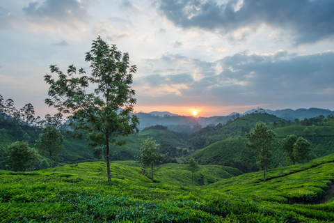 Cochin : Visite de nuit de la station de montagne de Munnar et de son jardin de thé