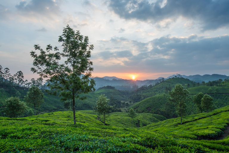 Vanuit Cochin: Munnar en Alleppey 4-daagse privétour