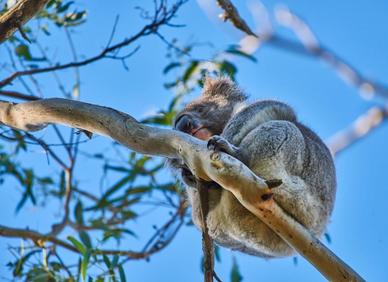 Apollo Bay: Dusk Discovery Great Ocean Road Wildlife Tour