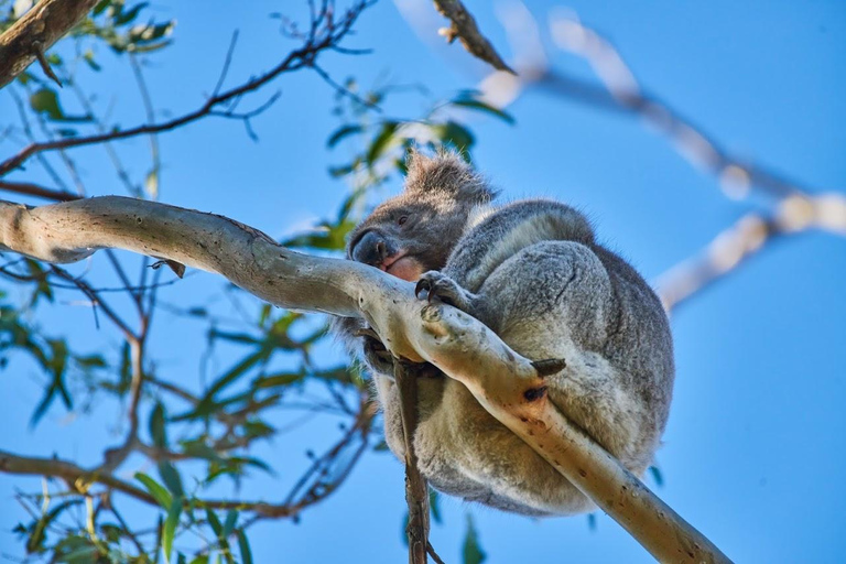 Apollo Bay: Dusk Discovery Great Ocean Road Wildlife Tour