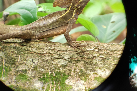 Cahuita: Hiking and wildlife watching tour