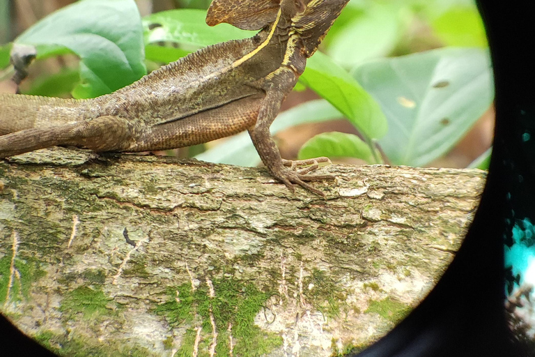 Cahuita: Hiking and wildlife watching tour