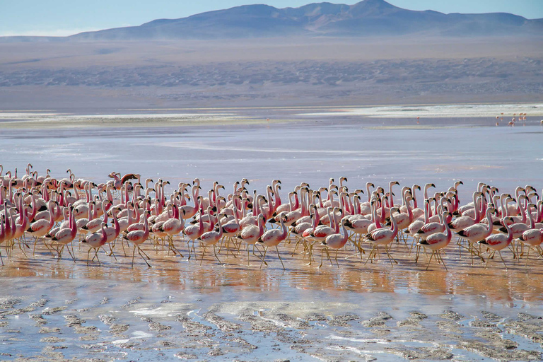 Salar de Uyuni - Shared tour + Spanish-speaking guide