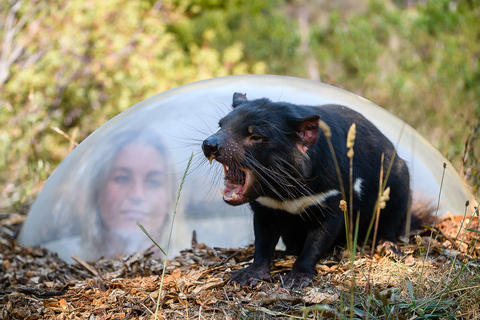 Tasmanië: Tasmaanse Duivel Unzoo Algemeen ToegangsticketTasmanië: algemeen toegangsbewijs Tasmanian Devil Unzoo