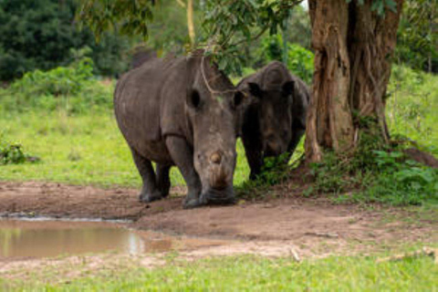 Uganda: Viagem de 1 dia para a vida selvagem e os gorilas - Midrange