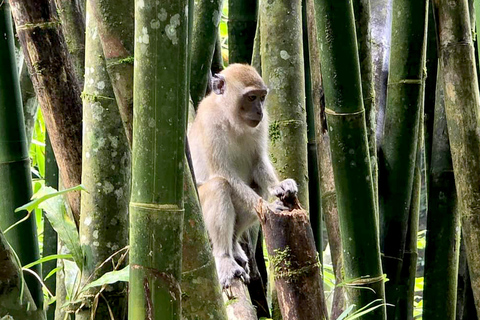 Khao Sok: All-Inclusive Day & Night Trek with Bamboo Dinner Option 2: Day & Night Trek with Bamboo Dinner From Khao Sok