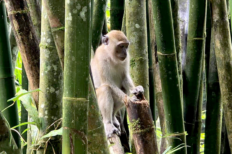 Khao Sok: All-Inclusive Day & Night Trek with Bamboo Dinner Option 2: Day & Night Trek with Bamboo Dinner From Khao Sok
