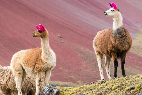 Cusco: Ausangate Tour, seven lakes with lunch