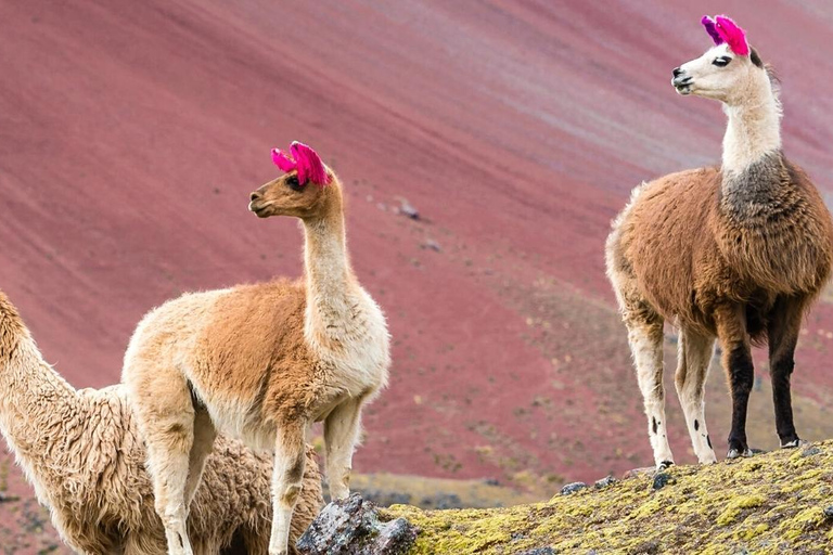Cusco: Ausangate Tour, seven lakes with lunch