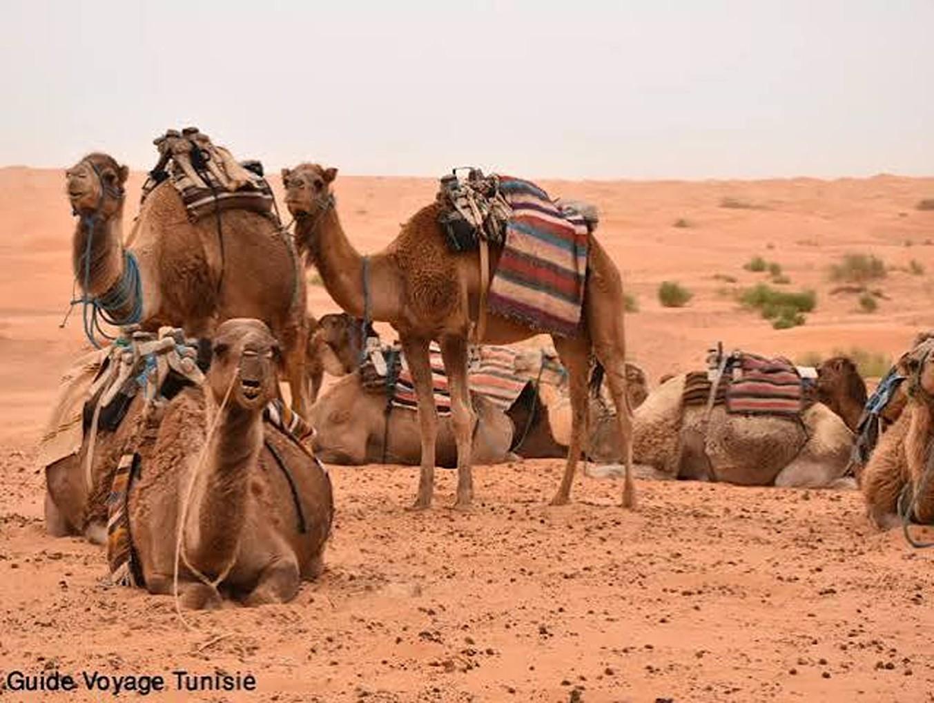 Ksar Ghilane & Tataouine: Geländewagen und Dromedar inklusive