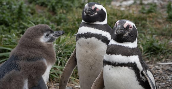 Puerto Almanza Premium: Pingüinos, Mariscos y Costa Fueguina