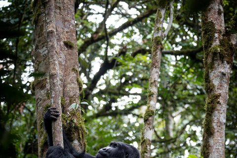 Bwindi: 3-Day Gorilla Trekking & Lake Mutanda Experience