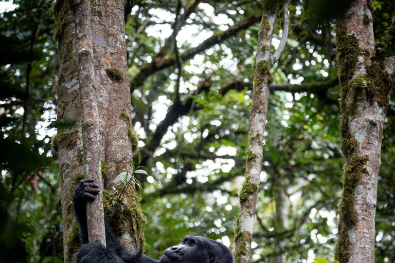 Bwindi: 3-Day Gorilla Trekking & Lake Mutanda Experience