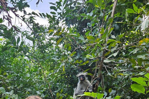 Zanzibar: Jozani Forest Red Colobus Monkey Walking Tour Private tour without hotel transfer