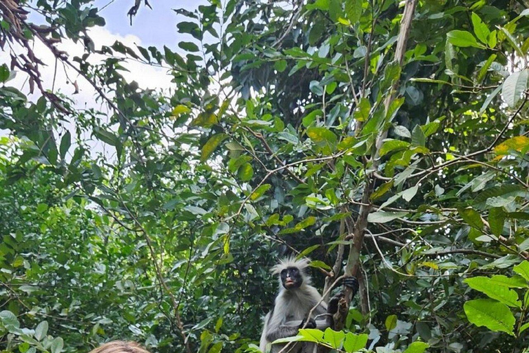Zanzibar: Jozani Forest Red Colobus Monkey Walking Tour Private tour without hotel transfer