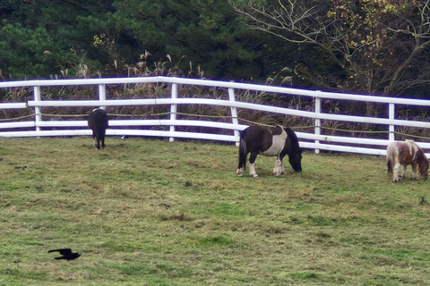 Jeju eiland: Privétour met gids