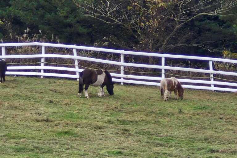 Jeju eiland: Privétour met gids
