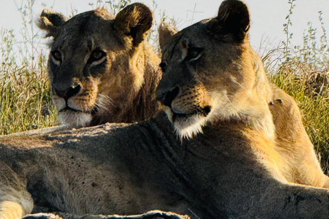 Nairobi National Park Half-Day Guided Safari (4–5 Hours) Nairobi National Park Half-Day Shared Guided Safari