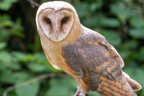 York: toegang tot het roofvogelcentrum van York