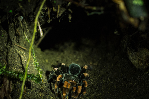 Monteverde: Private Night Tour with Wildlife Encounters