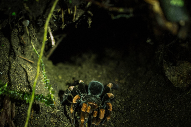 Monteverde: Private Night Tour with Wildlife Encounters