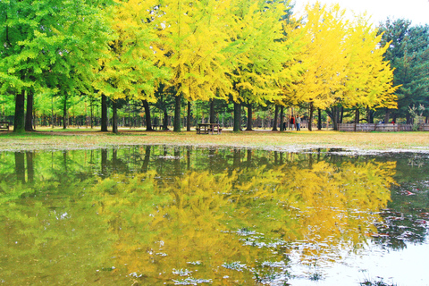 Séoul : Visite de l&#039;île de Nami/jardin du matin calme (+vélo sur rail)Visite de groupe, rendez-vous à Myeongdong