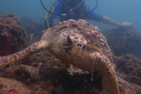 Dive in Corals at Porto da Barra Beach in Salvador-Bahia Beach diving in Corais