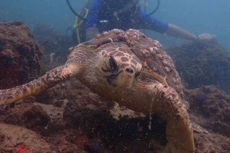 Dive in Corals at Porto da Barra Beach in Salvador-Bahia Beach diving in Corais