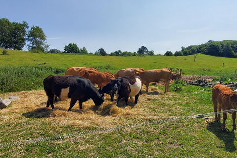 Copenhagen: Vejrhøj Arch Hike with Wine Tasting &amp; Lunch