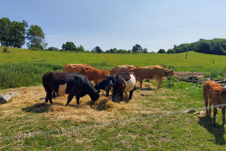 Copenhagen: Vejrhøj Arch Hike with Wine Tasting &amp; Lunch