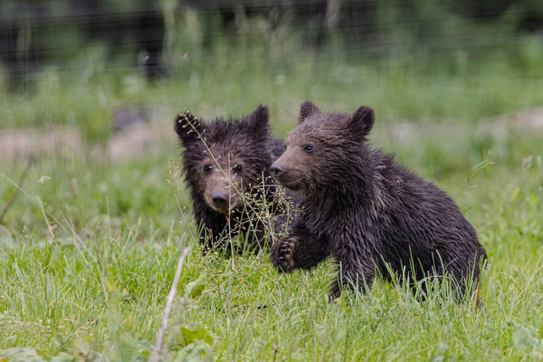 From Brașov: Bear Sanctuary, Dracula's Castle & Peleș Castle