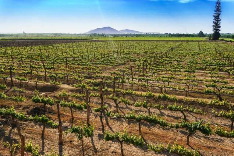 Depuis Ica : Visite du vignoble et du pisco | Dégustation gratuite |Depuis Ica : Excursion au vin et au pisco