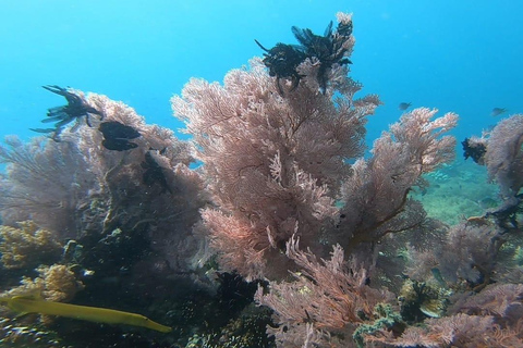 Lombok: pink beach snorkling trip with hotel pick up 2 Lombok: snorkling trip pink beach and explore pink beach