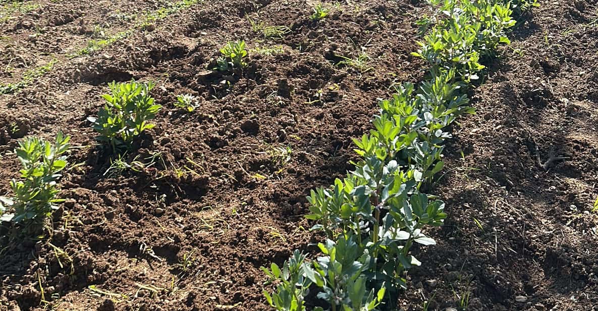 Afbeelding 3 van Split: kookervaring van veld tot tafel