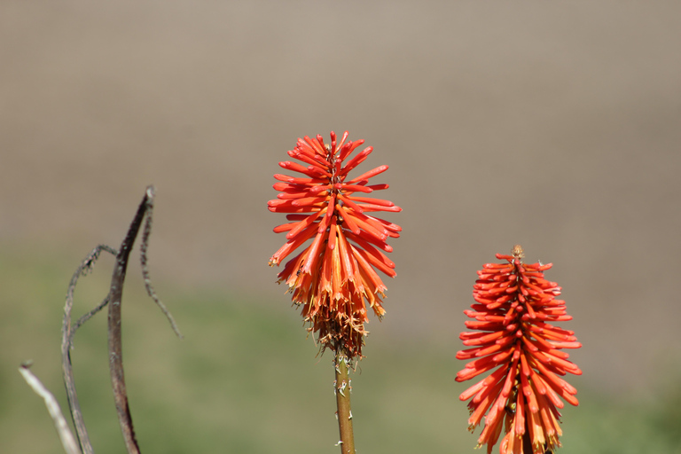 Oaxaca: Sierra Norte Ixtepeji Guided Hike & Lunch, Half-Day