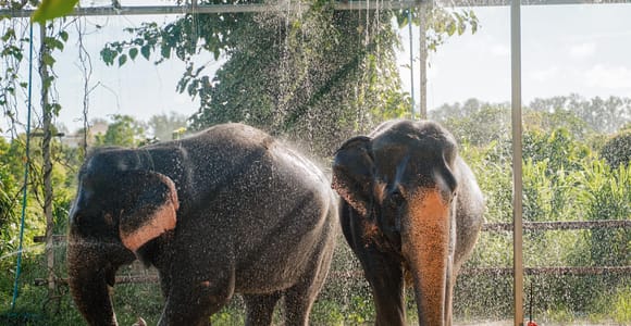 Phuket: Phuket Elephant Care Sanctuary ECO Tour