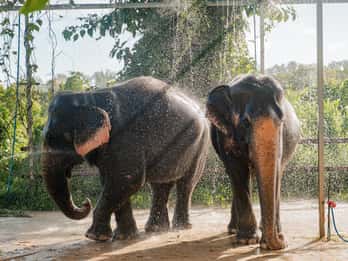 Phuket: Phuket Elephant Care Sanctuary ECO Tour