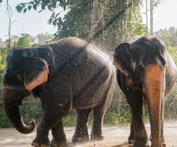 Phuket: Phuket Elephant Care Sanctuary ECO Tour