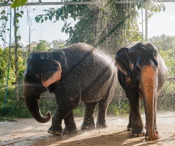 Phuket: ECO-tur til Phuket Elephant Care Sanctuary
