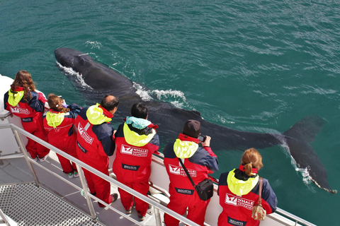 Akureyri: tour gastronomico e avvistamento balene