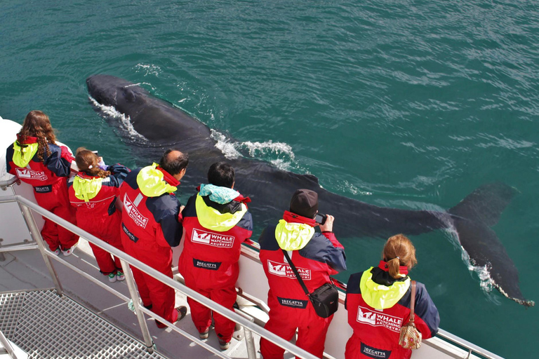 Akureyri: tour gastronomico e avvistamento balene